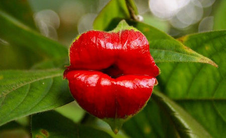 Orquidea Beso - Psychotria Elata