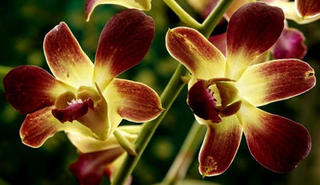 Dendrobium Orchid