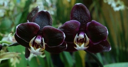Orquidea Negra