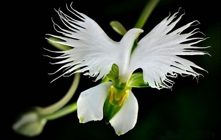 Peristeria Elata - Orquidea Paloma