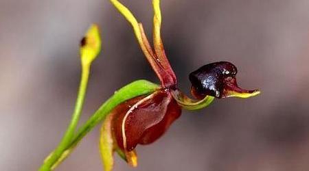 Caleana Major.