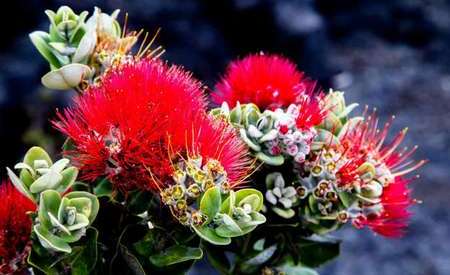 Ohia Lehua - Metrosideros