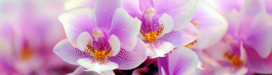 Orchids-Orquideas