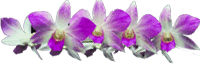 Orchids