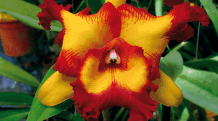 Orchid