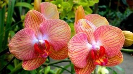 Orchid