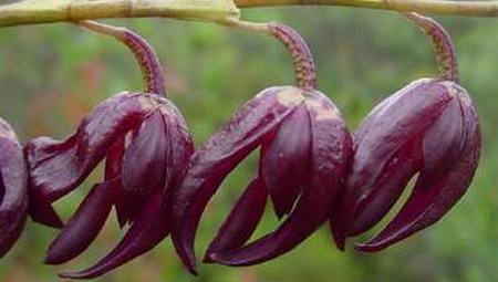 Orchid