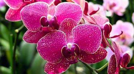 Orchid