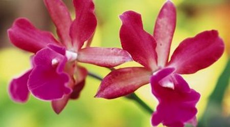 Orchids