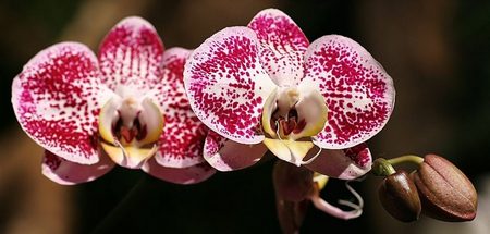 Orchids