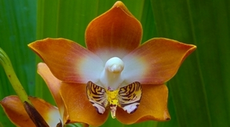 Cymbidium