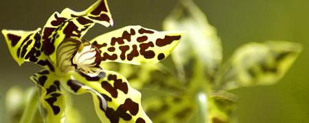 Orchids