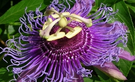 Passiflora