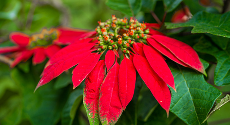 Poinsetia: Euphorbia Pulcherrima