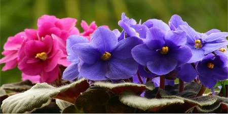 Saintpaulia Ionantha