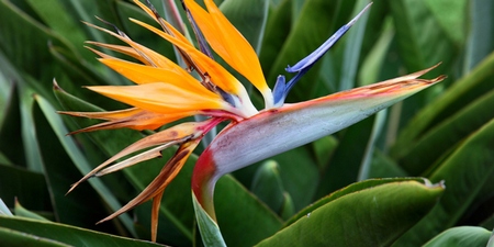 Strelitzia o Ave del Para�so
