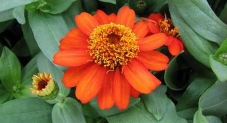 Zinnia