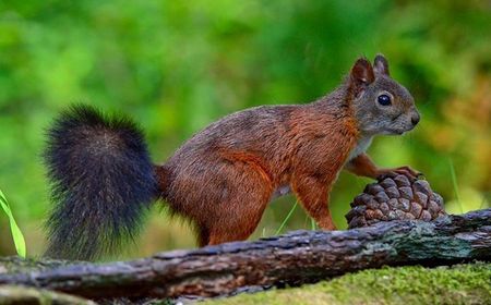Ardilla - Squirrel