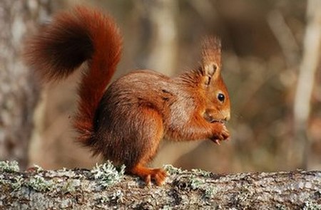 Ardilla - Squirrel - Ecureuil