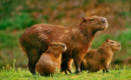Capibara