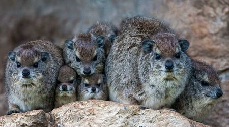Hyrax, Daman o Dassie
