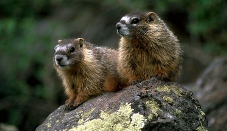 Marmotas