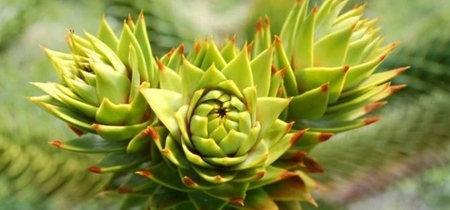 Araucaria