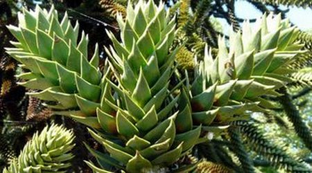 Araucaria