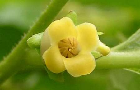 Kaki: Diospyros Kaki - Flor