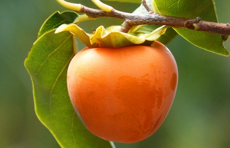 Diospyros Kaki