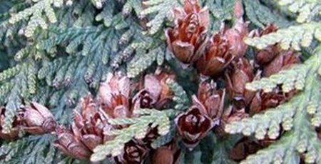 Cedar Tree