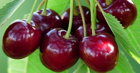 Cerezas: Frutos del Cerezo