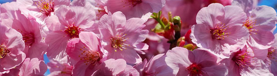 Cerezo en flor- Cherry tree