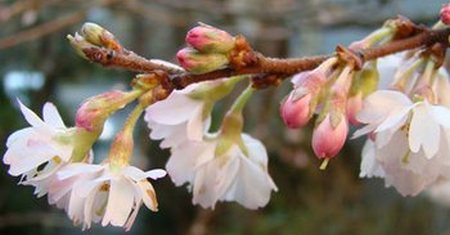 Cerezo en Flor