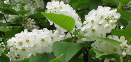 Cerezo Aliso