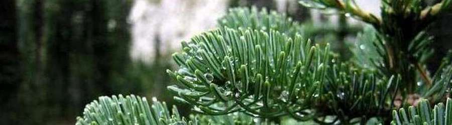 Coniferas