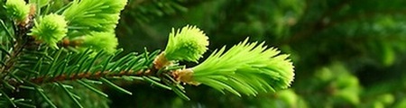 Rama de Conifera