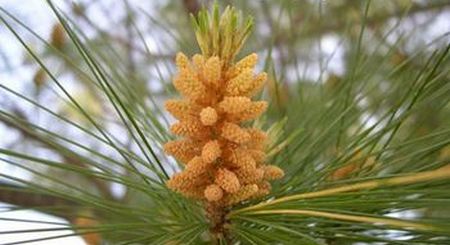 Pinus