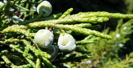 Enebro