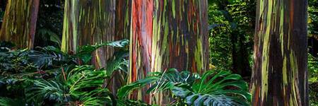 Eucalipto Arcoiris - Eucalyptus Deglupta