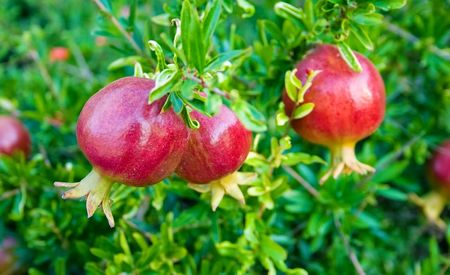 Punica Granatum - Granado