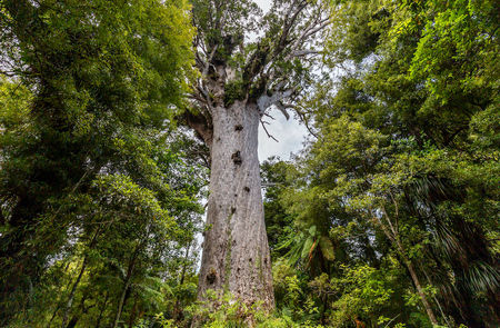 Kauri