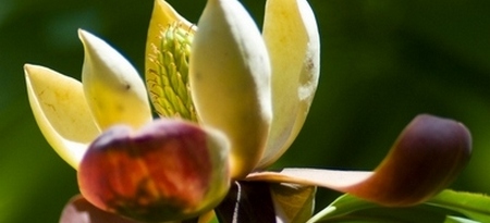 Flor de Magnolio Grandiflora