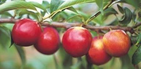 Manzanas