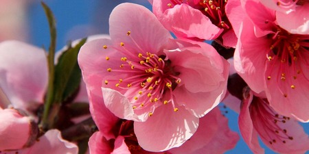 Flor del Melocotonero