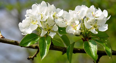 Flor del Peral