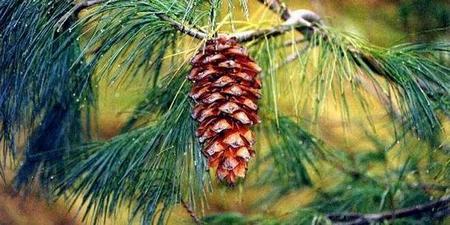 Pino - Pine Trees