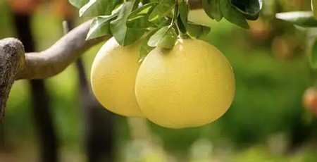 Pomelo - Fruta