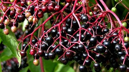 Sambucus Nigra