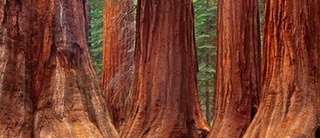 Sequoia - Secuoya